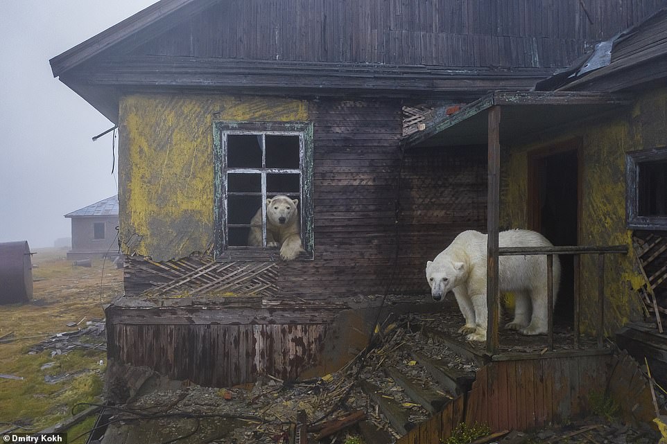 都是大熊熊 《北極熊新家》野生動物攝影師儲存荒島美景09