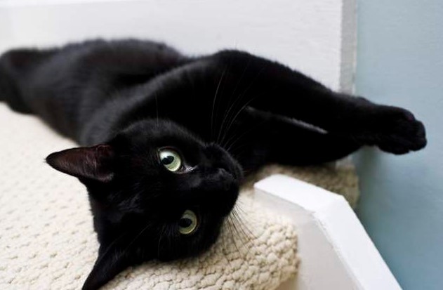 《黑貓不容易被領養跟不上相有關？》仔細回顧會發現好像真的是這樣？ (2)