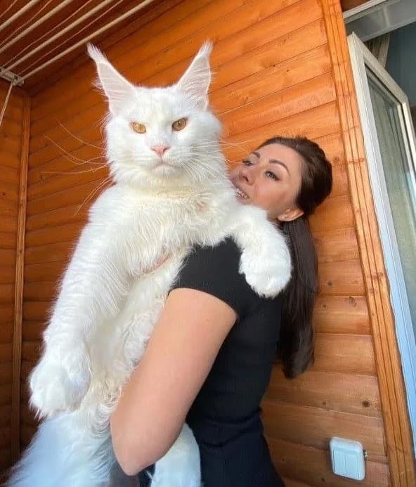 以為是狗！緬因貓站立與小女孩同高 俄羅斯世界上最大隻的緬因貓Kefir！ (3)