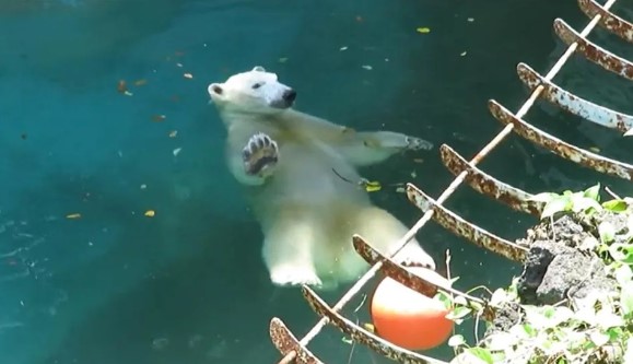 日本天王寺動物園超萌北極熊「仰漂」不動到底 網笑：「牠的仰式游得比我好.. (2)