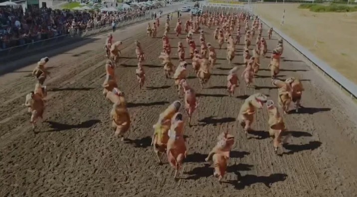 美國奧本Emerald Downs賽馬場突現群龍狂奔 150隻暴龍跑到「頭掉了」 (2)